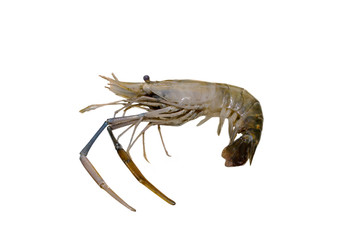 River Prawn isolated