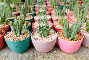 Beautiful cactus in the pot for your garden or working room.