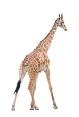 girafe isolée