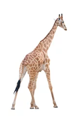 Crédence de cuisine en verre imprimé Girafe girafe isolée