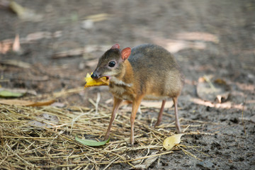 lesser mouse deer