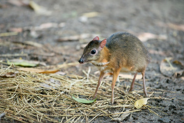 Naklejka premium lesser mouse deer