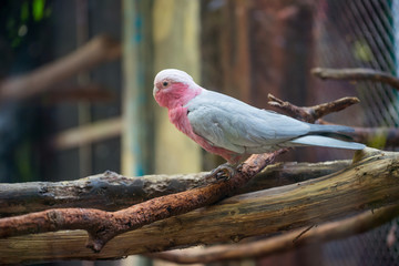 galah cockatoo © anankkml