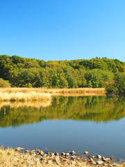 秋の池と林風景