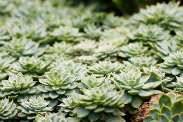 ECHEVERIA SECUNDA