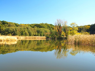 秋の池と林風景