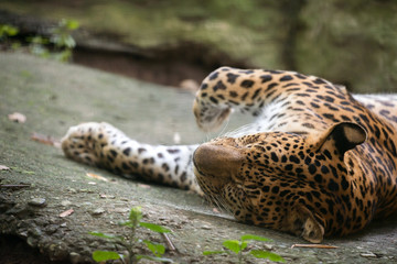 Fototapeta premium leopard ( Panthera pardus )