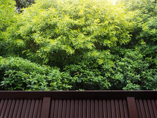 Green summer tree with wood fence