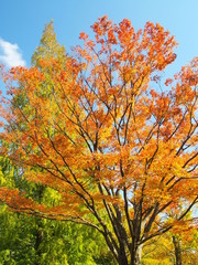 黄葉のケヤキとメタセコイア