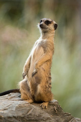 The meerkat