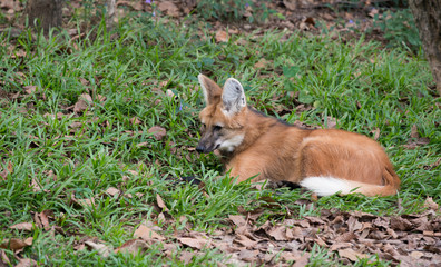 maned wolf