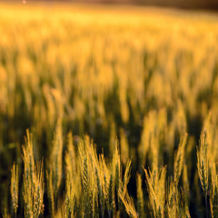 barley field in sunset