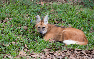 maned wolf