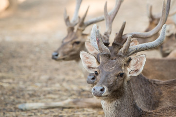 rusa deer