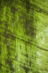 Green old wood with moss.