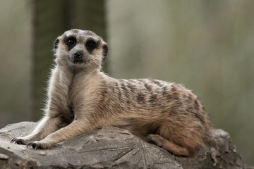 The meerkat