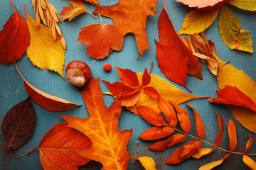 Colourful and bright fallen autumn leaves on blue wooden background