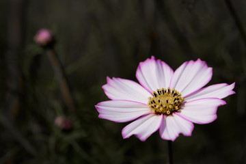 Obraz premium コスモス