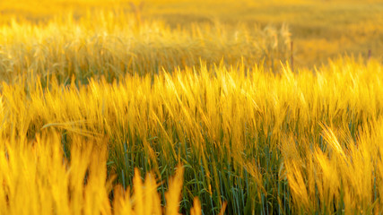 barley field in sunset