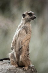 The meerkat