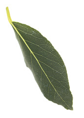 Fresh bay leaf, isolated on white