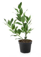Obraz na płótnie Canvas Fresh tree with bay leaves in flowerpot, isolated on white