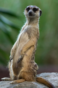 The meerkat © ttshutter