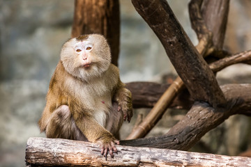 Southern pig tailed macaque
