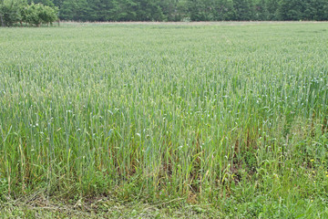 Green Wheat Field