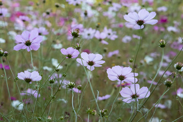 コスモス
