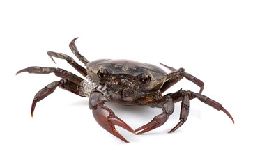 crab on white background
