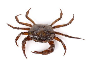 crab on white background