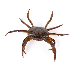 crab on white background