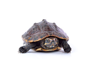 Obraz premium turtle on white background
