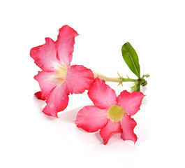 Fototapeta premium Desert Rose isolated on white background.