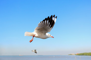 flying seagull in sky