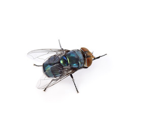 fly on a white background