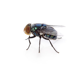 fly on a white background