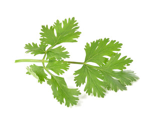 parsley isolated on white background.