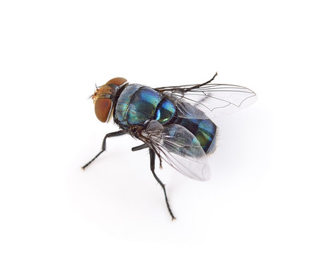 fly on a white background
