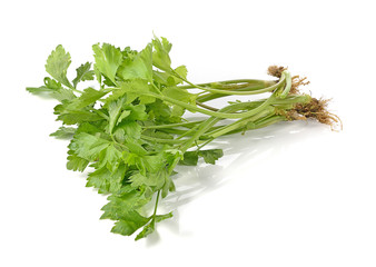 Celery isolated on white background.