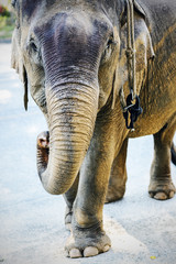  portrait of an elephant