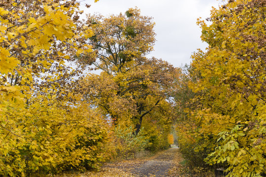 Fototapeta way through maple alley in autumn colors