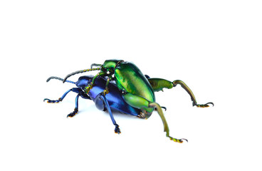 Scarab beetles are mating on a white background