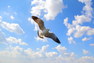 flying seagull in sky