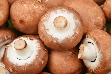 Champignon (True mushroom)