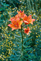 Лили на солнце