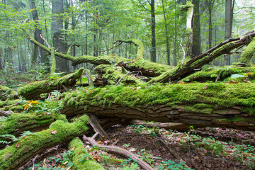 Broken oak tree branch moss wrapped