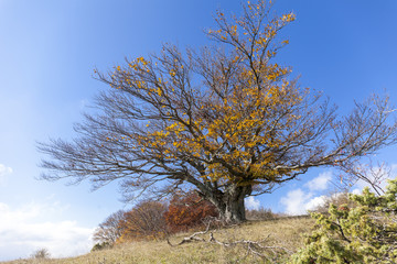 Faggio secolare isolato sulla cima di una collina