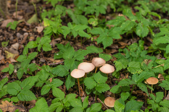 Mushrooms and fresh green wild plants